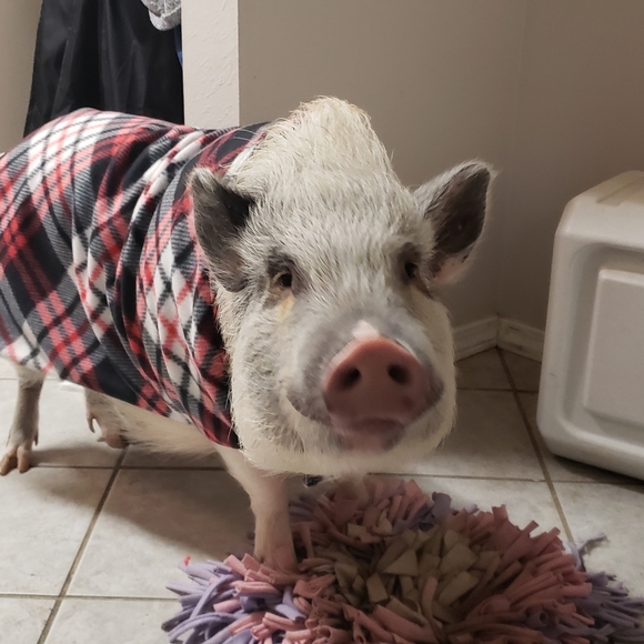 Meet your Posher, Tamara - Picture 5 of 11